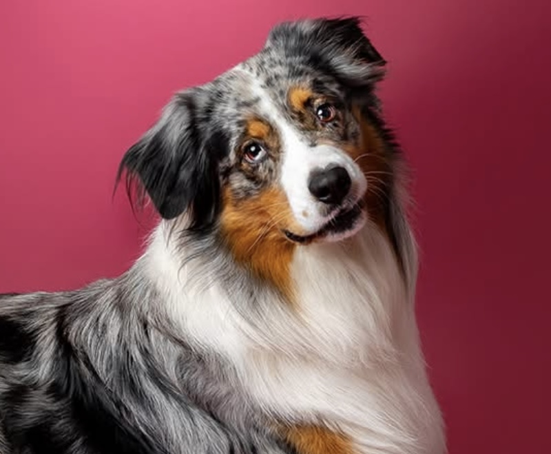 Chien